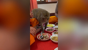 Khỉ táo bạo xông vào bàn tiệc xin ăn