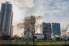 Dự báo thời tiết TP.HCM ngày 31/1: Sáng sớm có sương mù, ngày nắng