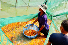 Làng cá chép lớn nhất Đồng Nai tất bật thu lưới phục vụ Tết ông Công, ông Táo