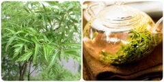 Uống nước lá đinh lăng có tác dụng gì?