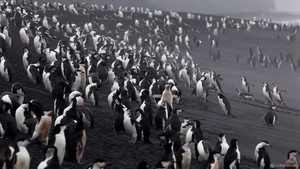 Kỳ lạ loài chim cánh cụt ngủ hơn 10.000 lần mỗi ngày