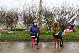 Tiểu thương ăn ngủ cùng hoa, mong khách đừng chờ 30 Tết mới mua cây