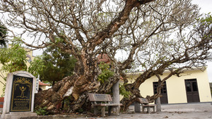 Độc đáo 4 cây đại hoa trắng hơn 700 tuổi trong ngôi đền cổ ở Hải Phòng