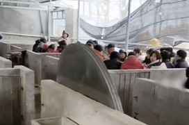 Tuyết rơi quá dày, tiệc cưới được tổ chức trong chuồng lợn