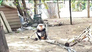 Phát hiện voọc chà vá chân xám quý hiếm vào nhà dân kiếm thức ăn ở Phú Yên