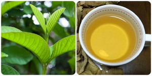 Uống nước lá ổi có tác dụng gì với sức khoẻ?