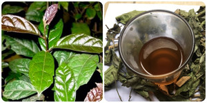 Uống nước xạ đen hàng ngày có tốt cho sức khoẻ?