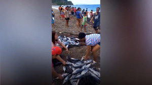 Đàn cá ngừ mắc cạn ở bãi biển Philippines, dân địa phương nô nức đi thu hoạch