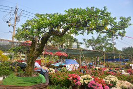 Cận cảnh ‘cụ khế’ giá nửa tỷ đồng ở TP.HCM 