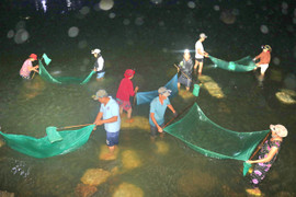 Trắng đêm 'săn' cá chình giống trên sông Cái