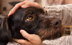 Ngứa ngáy, nhiễm ký sinh trùng từ thói quen ôm hôn thú cưng