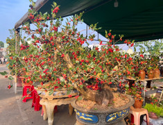 Bonsai dâu tằm dáng 'siêu độc', bán giá hàng chục triệu đồng/cây