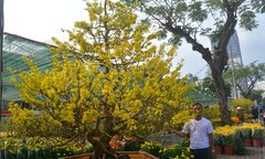 Ngắm cây mai tiền tỷ ở chợ hoa 'nhà giàu' Phú Mỹ Hưng 