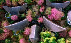 Lên Tây Bắc ngắm hoa tớ dày nhuộm thắm núi rừng