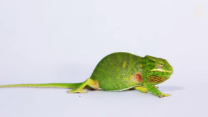 Tắc kè hoa 'phù thủy' biến đổi màu hút dân chơi Việt