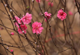 Ấm áp chương trình 'Xuân Quê hương - Tiếng Việt thân thương' tại Lào