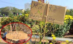 Người bán đồng loạt treo biển 'xả rẻ, bán tặng', hoa cảnh vẫn ế ẩm ngày 30 Tết