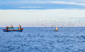 Đức tin cá Ông, vị phúc thần của ngư dân vùng biển Bình Định