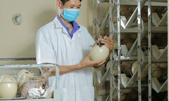 Đến Khánh Hoà xem đà điểu đẻ trứng
