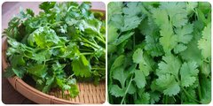 Tác dụng của rau mùi - loại rau gia vị không thể thiếu trong mâm cơm ngày Tết