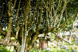 Ngắm cây chè Shan Tuyết cổ thụ 500 năm tuổi ở Yên Bái