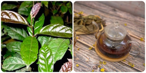 Cây xạ đen có tác dụng gì cho sức khoẻ?