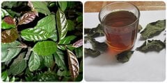 Nước xạ đen 'đại kỵ' với những người này