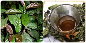 Uống nước xạ đen có tốt cho sức khoẻ?