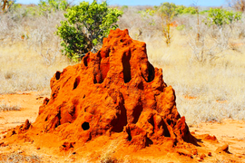 Ụ mối truyền cảm hứng cho thiết kế nơi trú ẩn trên Mặt trăng