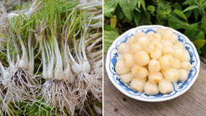 Vì sao nên ngâm củ kiệu với tro trước khi muối?