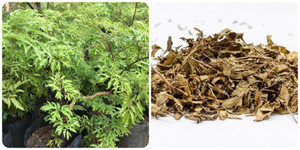 Tác dụng của lá đinh lăng đối với sức khoẻ