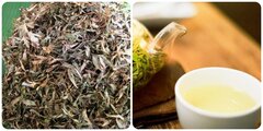 Những người không nên uống nước lá đinh lăng