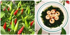 Lá ớt có tác dụng gì với sức khoẻ?