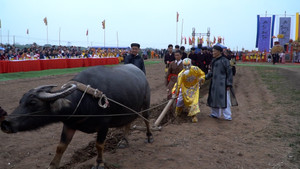 'Vua đi cày' trong Lễ hội Tịch Điền đầu năm ở Hà Nam