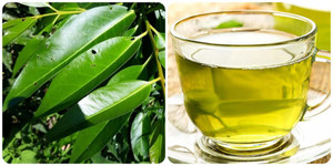 Những người không nên uống nước lá vối