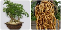 Rễ cây đinh lăng có tác dụng gì với sức khoẻ?