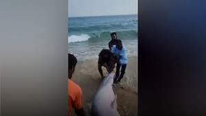 Ngư dân giải cứu đàn cá heo mắc cạn ở Ấn Độ 