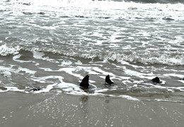 Khai quật địa điểm phát hiện cổ vật ở ven biển Hội An