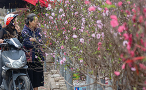 Tiểu thương 'xả' đào, quất sau Tết, bán giá rẻ như cho