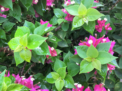 Lý do trồng hoa giấy tốt lá nhưng không có hoa