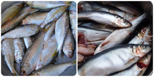 Các loại cá biển ngon, giàu dinh dưỡng nên mua khi đi chợ