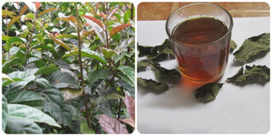 Cách uống lá xạ đen thanh lọc cơ thể, tốt cho sức khoẻ