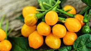 Loại ớt đắt nhất thế giới, giá nửa tỷ đồng 1 kg có gì đặc biệt?