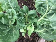 Mẹo tự nhiên giúp phòng ngừa sâu bệnh cho cây trồng