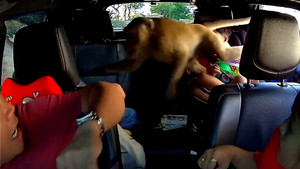 Chọc giận khỉ hoang, cậu bé nhận một phen hú vía 