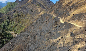 Những vạt rừng trơ trụi sau đám cháy tại Vườn quốc gia Hoàng Liên