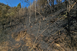 Phát sinh đám cháy mới tại Vườn quốc gia Hoàng Liên