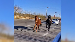 Song mã phi nước đại tranh tài trên cao tốc