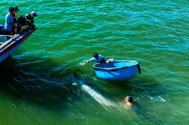 Bình Định: Nỗ lực cứu hộ cá voi bị thương nặng mắc cạn