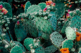 Đố bạn nhận ra con mèo ở đâu trong 5 giây